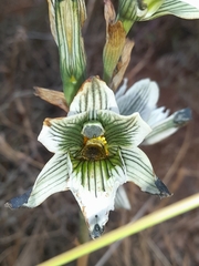 Chloraea bletioides