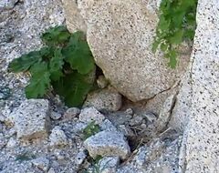 Phacelia pedicellata