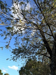 Sideroxylon celastrinum