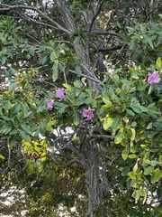 Tabebuia
