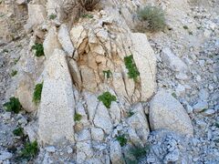 Phacelia pedicellata