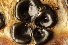 Quaternaria quaternata