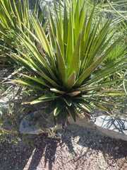 Agave kerchovei