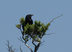 Corvus ossifragus