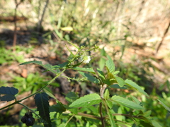 Tragia urticifolia