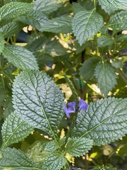 Stachytarpheta jamaicensis