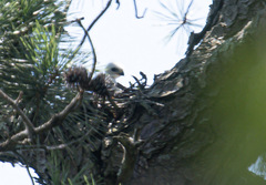 Ictinia mississippiensis