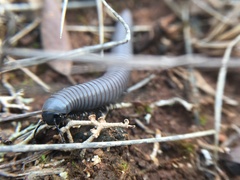 Ommatoiulus rutilans