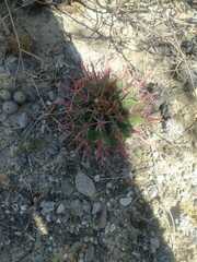 Ferocactus recurvus