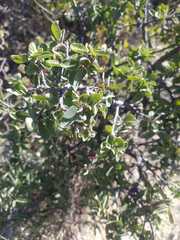 Karwinskia humboldtiana