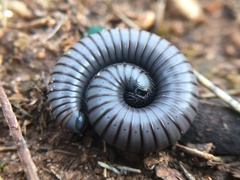 Ommatoiulus rutilans