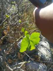 Cnidoscolus tehuacanensis