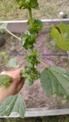 Acalypha