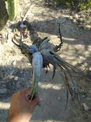 Tillandsia circinnatioides