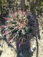 Ferocactus recurvus