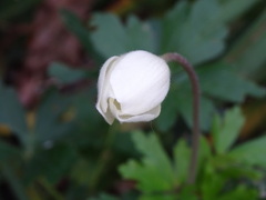 Anemoneae