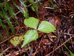Trillium ovatum ovatum
