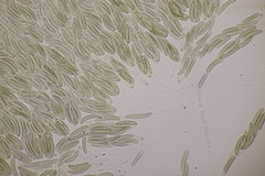 Quaternaria quaternata