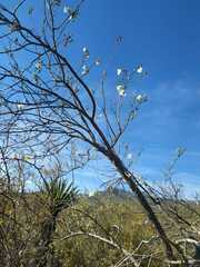 Ipomoea pauciflora