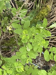 Phyllanthus tenellus