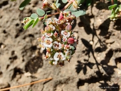 Euphorbia capitellata