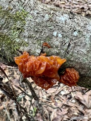 Phaeotremella foliacea