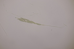 Quaternaria quaternata