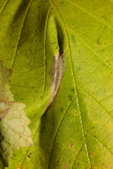 Phyllonorycter nicellii