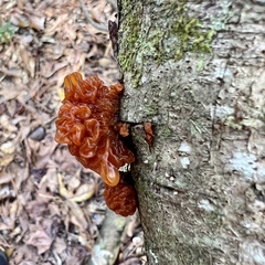 Phaeotremella foliacea