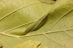 Phyllonorycter nicellii