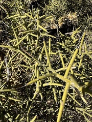 Koeberlinia spinosa
