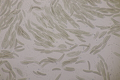 Quaternaria quaternata