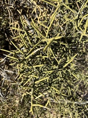 Koeberlinia spinosa