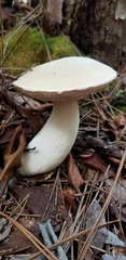 Tylopilus