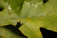 Pseudoneuroterus saliens