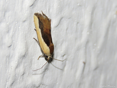 Ponometia exigua