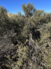 Koeberlinia spinosa