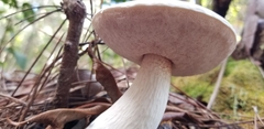 Tylopilus