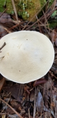 Tylopilus