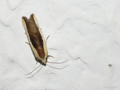 Ponometia exigua