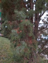 Juniperus communis