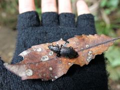 Mecodema crenaticolle