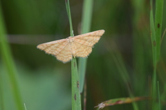 Idaea serpentata
