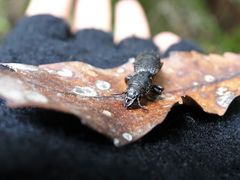 Mecodema crenaticolle