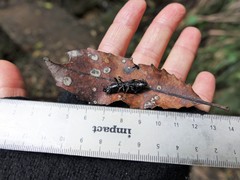 Mecodema crenaticolle