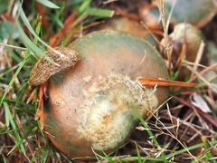 Lactarius semisanguifluus