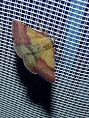 Phytometra viridaria