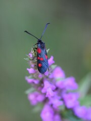 Zygaena