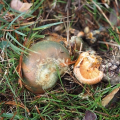 Lactarius semisanguifluus