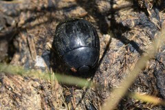 Histeridae
